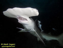 A great hammerhead shark photographed at night in the wat... by Herb Segars 